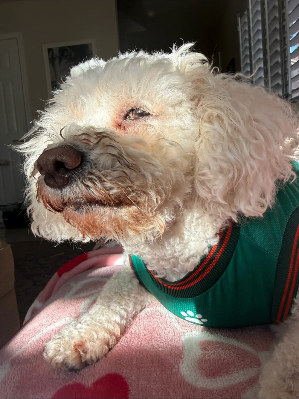 Mexico soccer jersey for 30 lb Dog